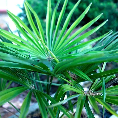 Vila Albatros 3* Rovinj