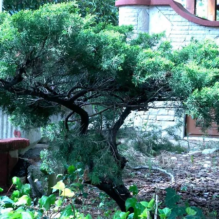 Vila Albatros Bed and Breakfast