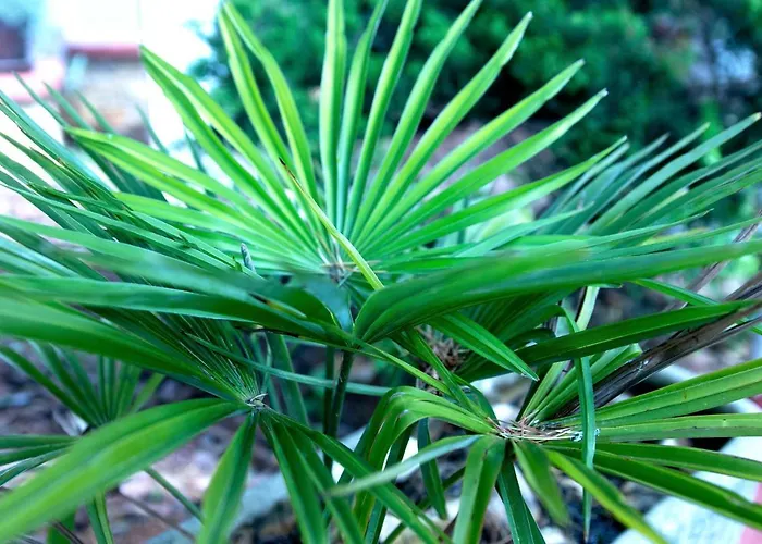 Vila Albatros 3* Ρόβινι